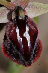 Ophrys ferrum-equinum
