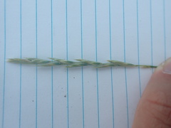 Elymus smithii