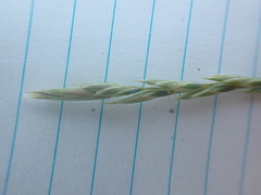 Elymus smithii