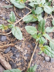 Boerhavia dominii