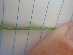 Elymus smithii
