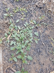 Boerhavia dominii