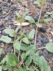 Boerhavia dominii