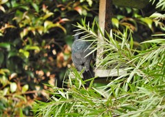 Melanerpes formicivorus