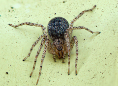 Anyphaenidae