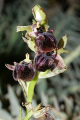 Ophrys mammosa