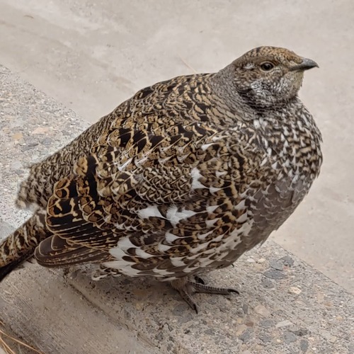 Dusky Grouse