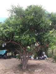 Simarouba