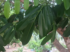 Simarouba