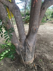 Simarouba
