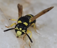 Stenodynerus fastidiosissimus