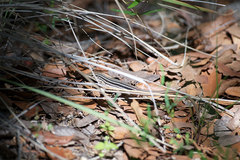 Aspidoscelis sonorae