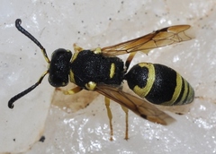 Stenodynerus fastidiosissimus