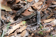 Aspidoscelis sonorae