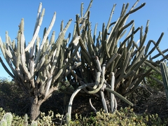 Cereus repandus
