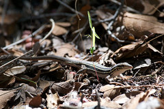 Aspidoscelis sonorae