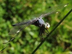 Libellula comanche