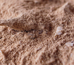Dielocroce hebraea