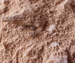 Dielocroce hebraea
