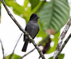 Pachyramphus homochrous