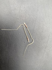 Austrostipa semibarbata