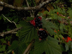 Rubus trilobus