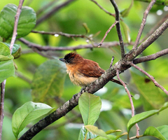 Pachyramphus homochrous