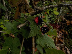 Rubus trilobus
