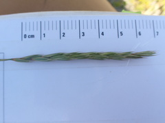 Elymus alaskanus