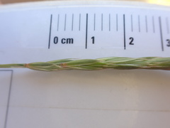 Elymus alaskanus