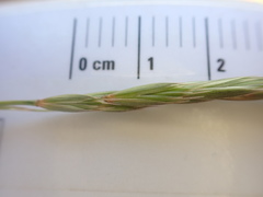 Elymus alaskanus