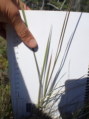 Elymus alaskanus