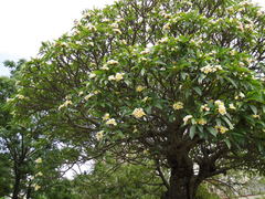 Plumeria
