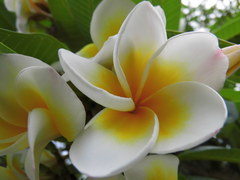 Plumeria