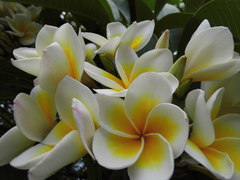 Plumeria