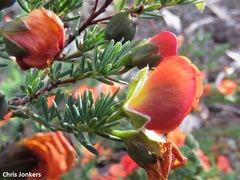 Gompholobium uncinatum