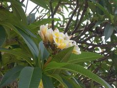 Plumeria