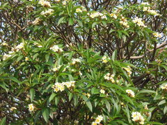 Plumeria