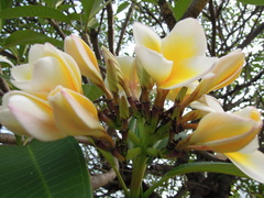 Plumeria