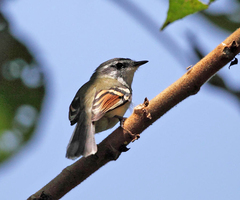 Mecocerculus calopterus