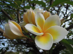 Plumeria