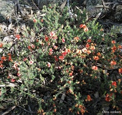 Gompholobium uncinatum