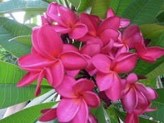 Plumeria