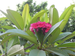 Plumeria