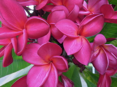 Plumeria