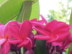 Plumeria
