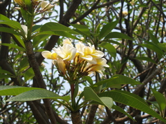 Plumeria