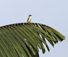 Tyrannus niveigularis