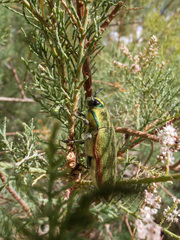 Steraspis squamosa