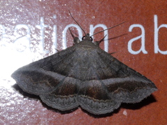 Lesmone griseipennis